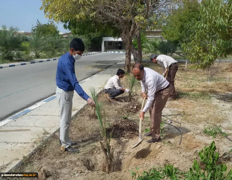 به مناسبت روز درختکاری